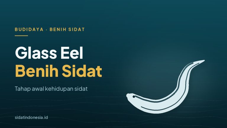Ilustrasi siluet ikan sidat dengan teks Glass Eel Benih Sidat