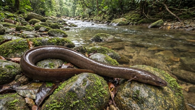 Ilustrasi ikan sidat berbadan panjang di atas batu sungai berlumut