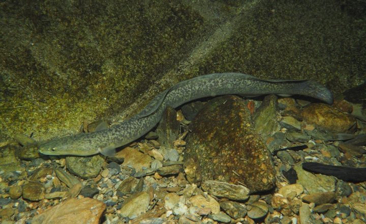 Anguilla marmorata di Okinawa; ilustrasi spesies